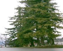 View of St. Oswald's Trees, 2004; City of Surrey, 2004