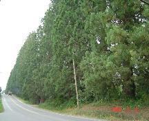 View of Redwood Trees looking west along 96th Avenue.; Township of Langley, Julie MacDonald, 2003.