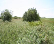 Vue d'ensemble du retranchement Dakota de Saint-Ambroise, région de Saint-Ambroise, 2005, avec les herbes dans le premier plan marquant l'emplacement du retranchement.; Historic Resources Branch, Manitoba Culture, Heritage, Tourism and Sport, 2005