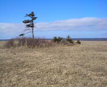 Showing cemetery amid trees and brambles; PEI Genealogical Society, 2006