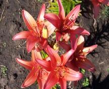 Examples of many of the lilies developed by Porter, which still grow at the Honeywood Nursery, 2008.; Government of Saskatchewan, Germann, 2008.