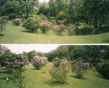 View of the Katie Osborne Lilac Collection at the Royal Botanical Gardens, 2002.; Parks Canada Agency / Agence Parcs Canada, Jamie Dunn, 2002.