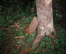 Sandstone marker leaning on tree; Robert Murray, 2008
