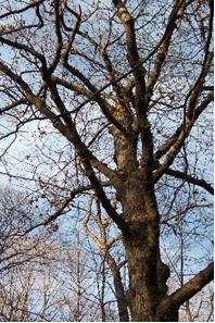 Carolinian Oak Tree