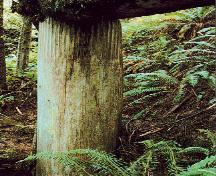 General view of the houseposts with carved upper portions, 1998.; Parks Canada Agency / Agence Parcs Canada, 1998.