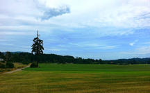 Shearing Tree; Cowichan Valley Regional District, 2015