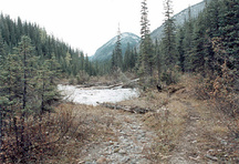 General view of Howse Pass, showing the visual and landscape character along the corridor of the pass, including the unimpeded viewscapes of the surrounding mountains and forest.; Parks Canada Agency / Agence Parcs Canada, 2008  (HCD project 489505)