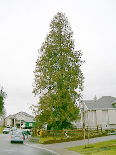 View of Rock Tree from 91A Avenue