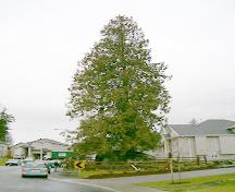View of Rock Tree, 2004; City of Surrey