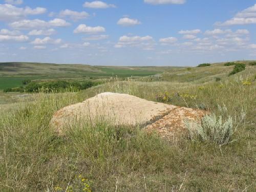 Close-up View in Daylight