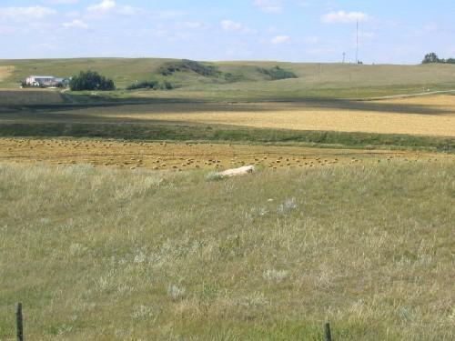 Petroglyph Boulder - Distance View