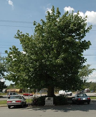 Johnston Memorial Maple Tree in summer 2006