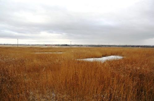 View of bald patches in the seeded field