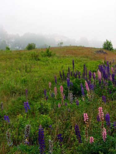 Site archéologique de la rue Bentley