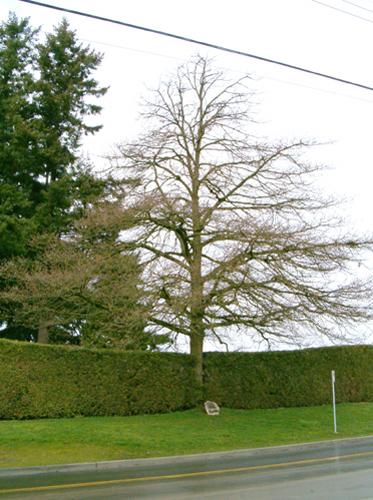 View of Royal Oak Tree, 2004.