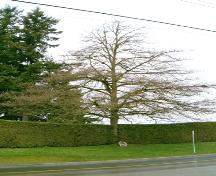 View of Royal Oak Tree, 2004.; City of Surrey, 2004.
