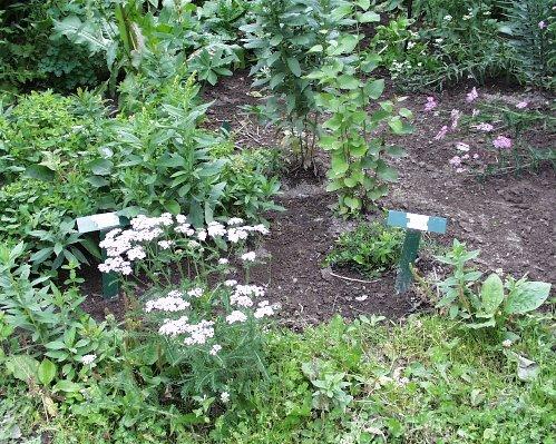 Plants in the Pegg garden