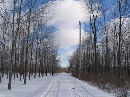 Tree-Lined Laneway of the Woolner Farmstead