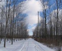Laneway leading to the Woolner farmstead, flanked by roughly 2,000 native tree species, 2007.; Lindsay Benjamin, 2007.