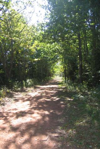 Showing road in summer
