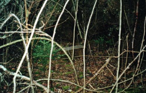 Showing stone amid thick undergrowth