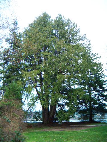 View showing designated Western Red Cedar tree.