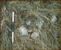 Ward Effigy Archaeological Site, near Cluny; Alberta Culture and Community Spirit, Historic Resources Management Branch