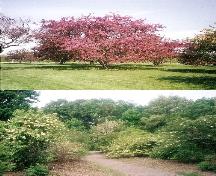 View of the Royal Botanical Gardens, showing the natural approach to landscape design, 2002.; Parks Canada Agency / Agence Parcs Canada, Jamie Dunn, 2002.