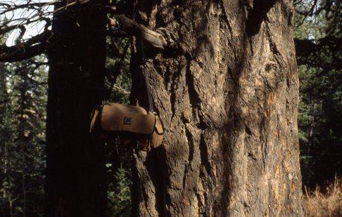 Rocky Mountain Douglas Fir
