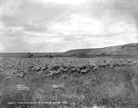 "Ranching scene in Alberta"