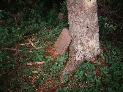 Sandstone marker leaning on tree