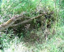 View of cabin remains (collapsed timber beams above dugout in river bank), 2004.; Government of Saskatchewan, Marvin Thomas, 2004.
