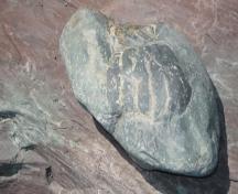 Photo of fossil in rock at Branch Cove Fossiliferous Rocks, Branch, NL, 2008; Branch Heritage Inc., 2008