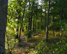 Vue d'une région boisée du site; Province of NB - Heritage Branch