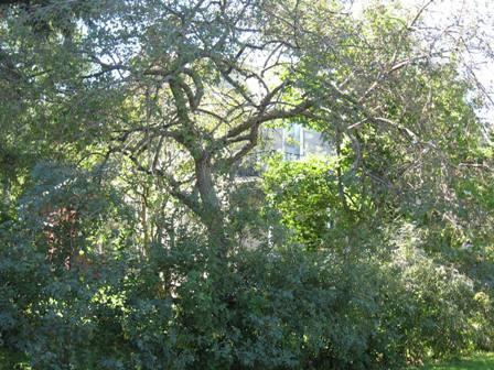 Landscape, 204 College Avenue, 2008