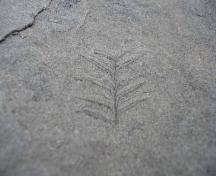 Fossil of Alethopteris, a fern, found on the beach at Joggins.; Heritage Division, NS Dept. of Tourism, Culture and Heritage, 2009.