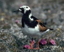 View of a migratory bird at Last Mountain Lake Bird Sanctuary.; Environment Canada / Environnement Canada, G.W. Beyersbergen, Canadian Wildlife Service.