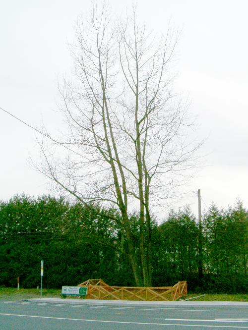 View from King George Highway