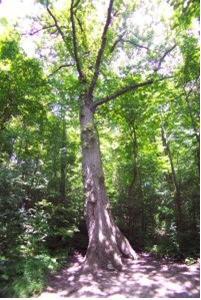 Carolinian Oak Tree