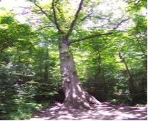 Featured is the Carolinian Oak Tree in summer.; Township of Ashfield-Colborne-Wawanosh, n.d.