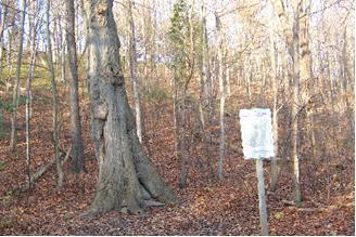 Carolinian Oak Tree