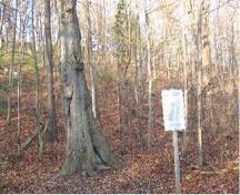 Of note is the plaque near the base of the tree.; Township of Ashfield-Colborne-Wawanosh, 2009.