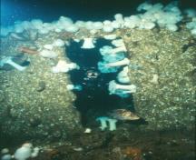Capilano Shipwreck; Underwater Archaeological Society of British Columbia, 2007