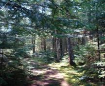 View of forest along one of Blueberry Hill’s walking trails.; Grand Bay-Westfield