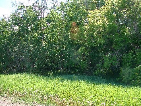 Cemetery's Forest Setting