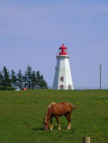 Panmure Head Lighthouse in the distance