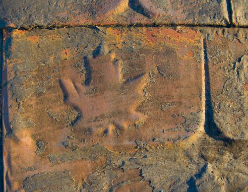 Drill Hall Maple leaf roof tile