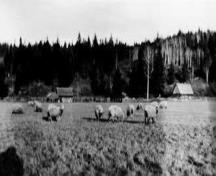 Nam Sing Ranch, no date; Quesnel and District Museum and Archives