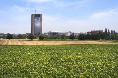 Green soy and grain fields