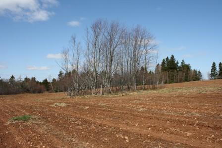 Cemetery with grove of trees, 2009